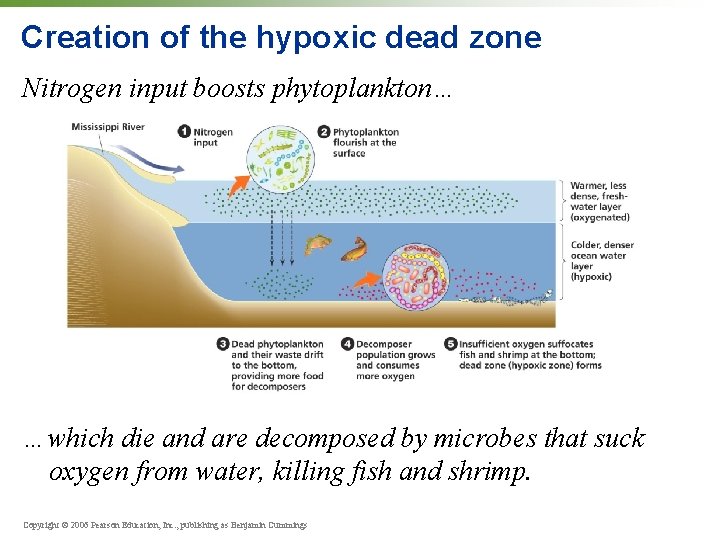 Creation of the hypoxic dead zone Nitrogen input boosts phytoplankton… …which die and are