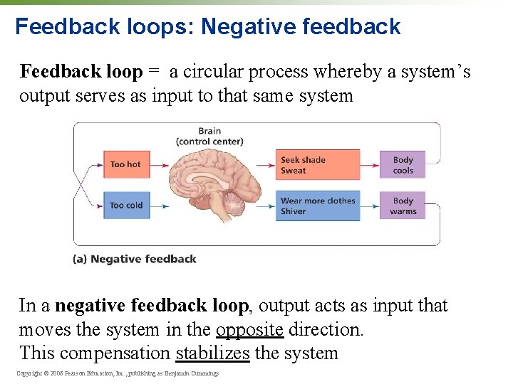 Feedback loops: Negative feedback Feedback loop = a circular process whereby a system’s output