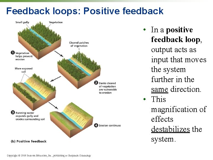 Feedback loops: Positive feedback • In a positive feedback loop, output acts as input