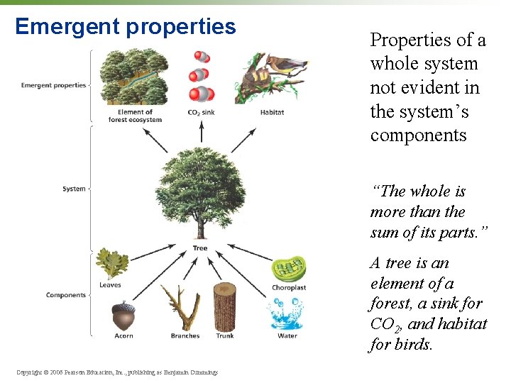 Emergent properties Properties of a whole system not evident in the system’s components “The