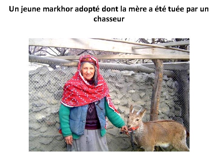 Un jeune markhor adopté dont la mère a été tuée par un chasseur 