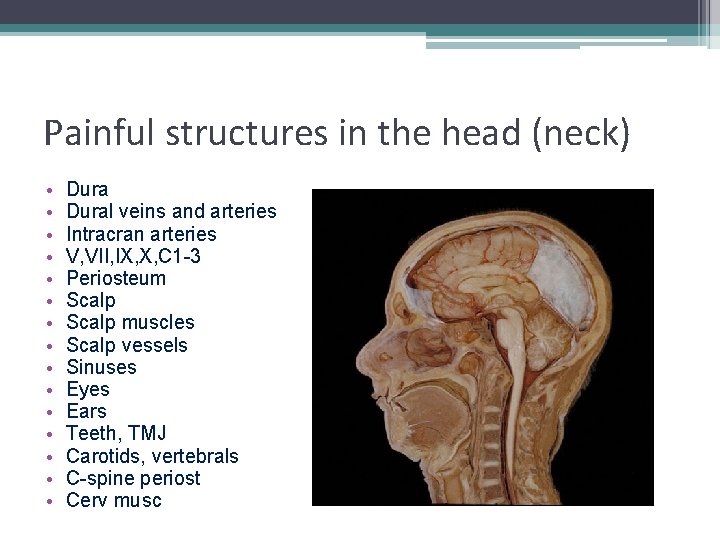 Painful structures in the head (neck) • • • • Dural veins and arteries