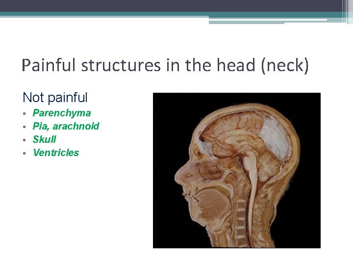 Painful structures in the head (neck) Not painful • • Parenchyma Pia, arachnoid Skull