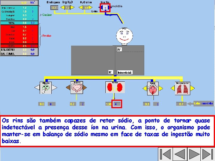 , mmol/dia IV IC Intersticial Os rins são também capazes de reter sódio, a