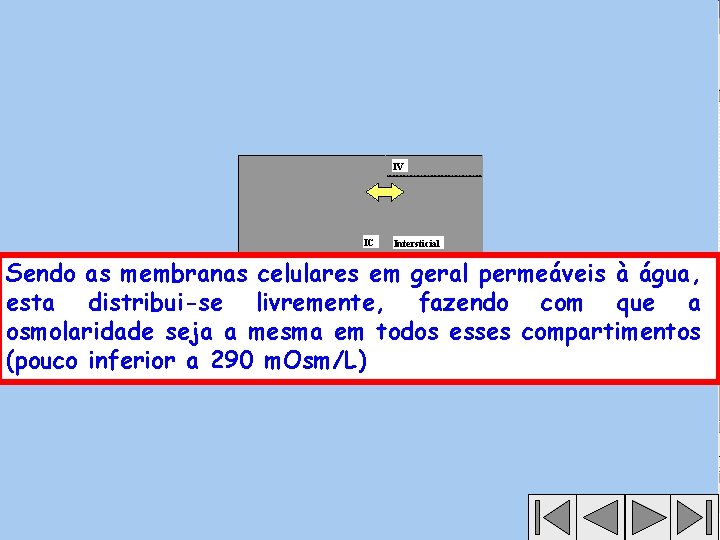 IV IC Intersticial Sendo as membranas celulares em geral permeáveis à água, esta distribui-se