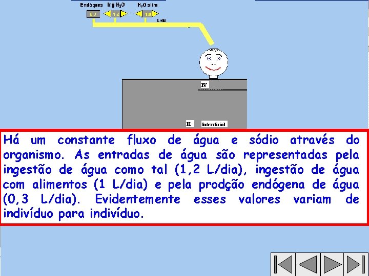 IV IC Intersticial Há um constante fluxo de água e sódio através do organismo.