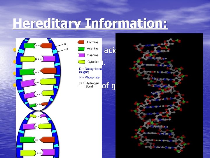 Hereditary Information: • DNA- deoxyribonucleic acid • Organic (C, H, O, N, P). •