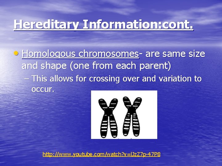 Hereditary Information: cont. • Homologous chromosomes- are same size and shape (one from each