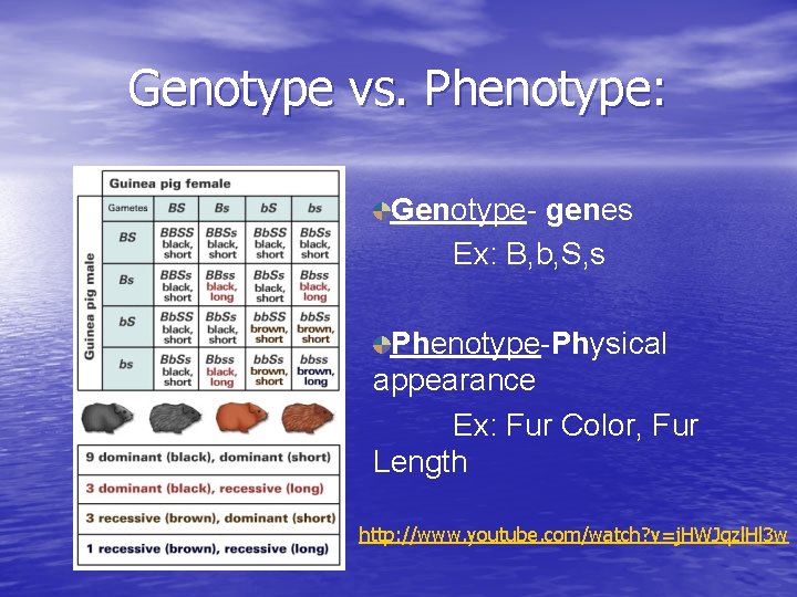 Genotype vs. Phenotype: Genotype- genes Ex: B, b, S, s Phenotype-Physical appearance Ex: Fur