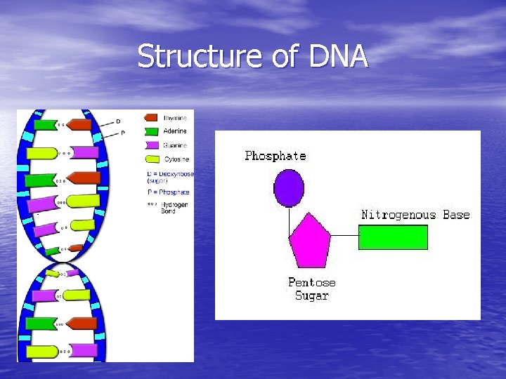 Structure of DNA 