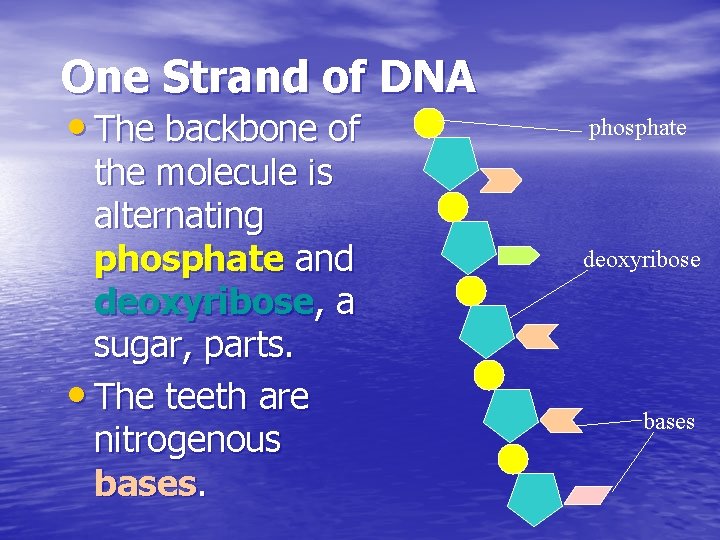 One Strand of DNA • The backbone of the molecule is alternating phosphate and