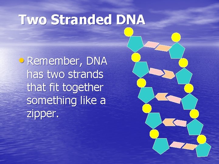 Two Stranded DNA • Remember, DNA has two strands that fit together something like