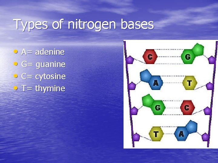 Types of nitrogen bases • A= adenine • G= guanine • C= cytosine •