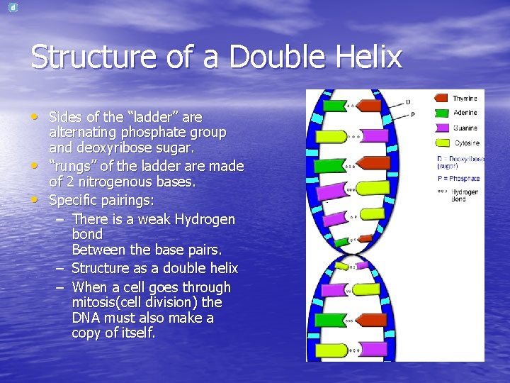 Structure of a Double Helix • Sides of the “ladder” are • • alternating