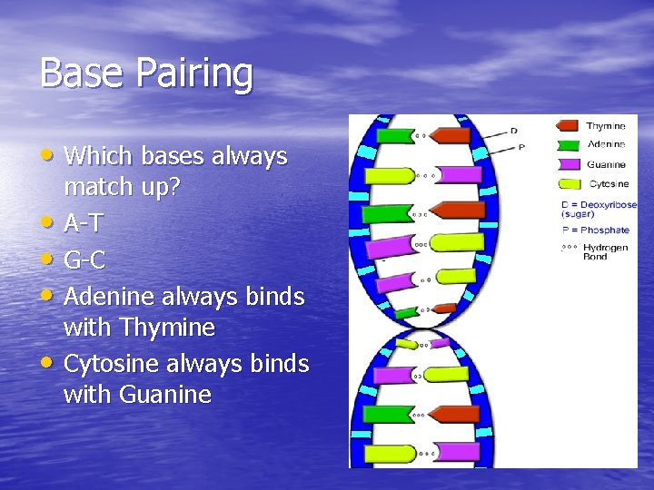Base Pairing • Which bases always • • match up? A-T G-C Adenine always