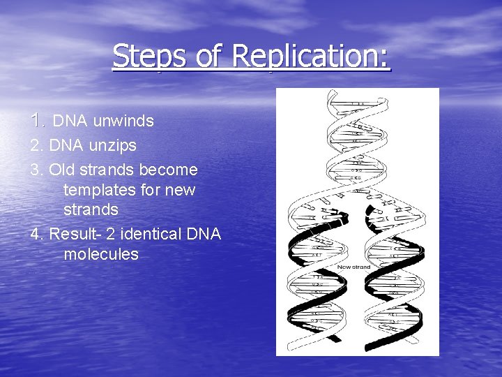 Steps of Replication: 1. DNA unwinds 2. DNA unzips 3. Old strands become templates