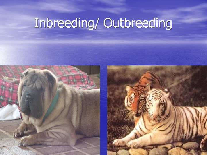 Inbreeding/ Outbreeding 