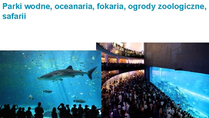 Parki wodne, oceanaria, fokaria, ogrody zoologiczne, safarii 