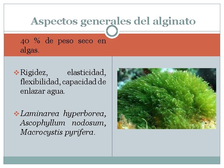 Aspectos generales del alginato v 40 % de peso seco en algas. v Rigidez,