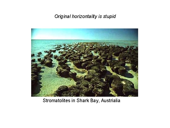 Original horizontality is stupid Stromatolites in Shark Bay, Austrialia 