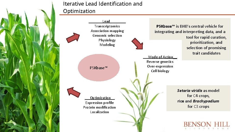 Iterative Lead Identification and Optimization ___ Lead____ Transcriptomics Association mapping Genomic selection Physiology Modeling Iterative Lead Identification and Optimization ___ Lead____ Transcriptomics Association mapping Genomic selection Physiology Modeling