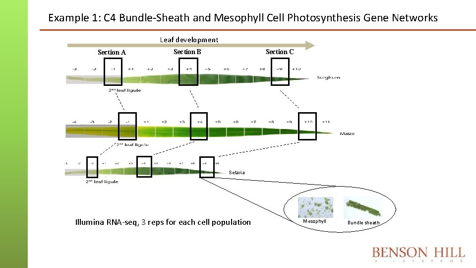 Example 1: C 4 Bundle-Sheath and Mesophyll Cell Photosynthesis Gene Networks Leaf development Section Example 1: C 4 Bundle-Sheath and Mesophyll Cell Photosynthesis Gene Networks Leaf development Section