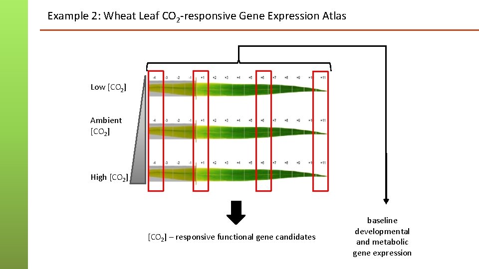 Example 2: Wheat Leaf CO 2 -responsive Gene Expression Atlas Low [CO 2] Ambient