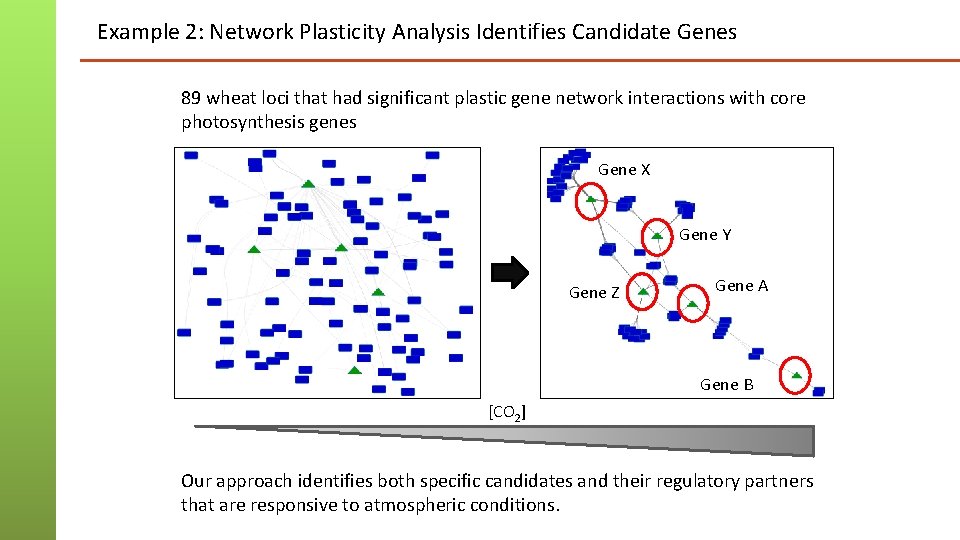 Example 2: Network Plasticity Analysis Identifies Candidate Genes 89 wheat loci that had significant Example 2: Network Plasticity Analysis Identifies Candidate Genes 89 wheat loci that had significant