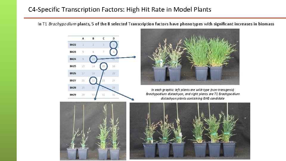 C 4 -Specific Transcription Factors: High Hit Rate in Model Plants In T 1 C 4 -Specific Transcription Factors: High Hit Rate in Model Plants In T 1