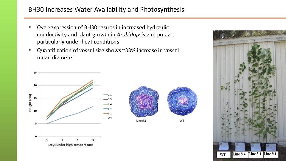 BH 30 Increases Water Availability and Photosynthesis • Over-expression of BH 30 results in BH 30 Increases Water Availability and Photosynthesis • Over-expression of BH 30 results in