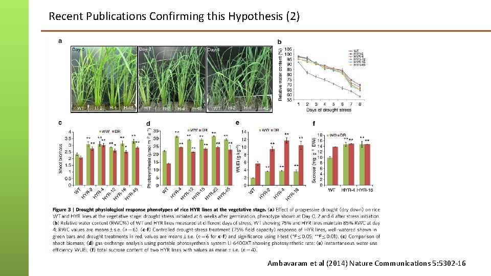 Recent Publications Confirming this Hypothesis (2) Ambavaram et al (2014) Nature Communications 5: 5302 Recent Publications Confirming this Hypothesis (2) Ambavaram et al (2014) Nature Communications 5: 5302
