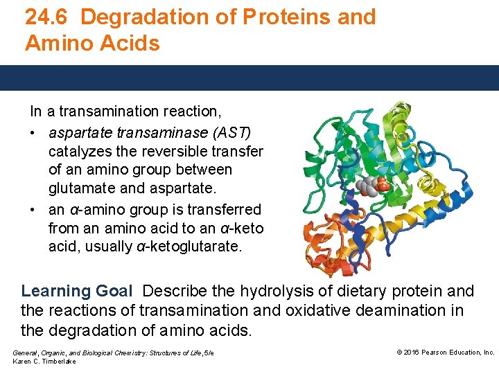 24. 6 Degradation of Proteins and Amino Acids In a transamination reaction, • aspartate