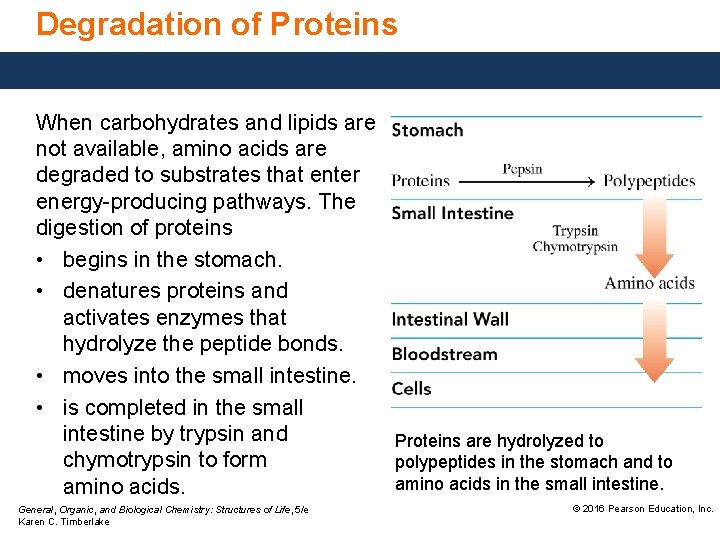 Degradation of Proteins When carbohydrates and lipids are not available, amino acids are degraded