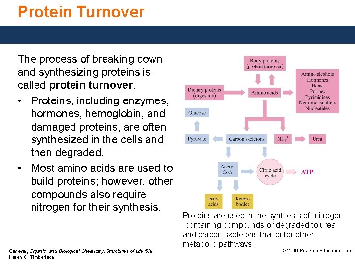 Protein Turnover The process of breaking down and synthesizing proteins is called protein turnover.
