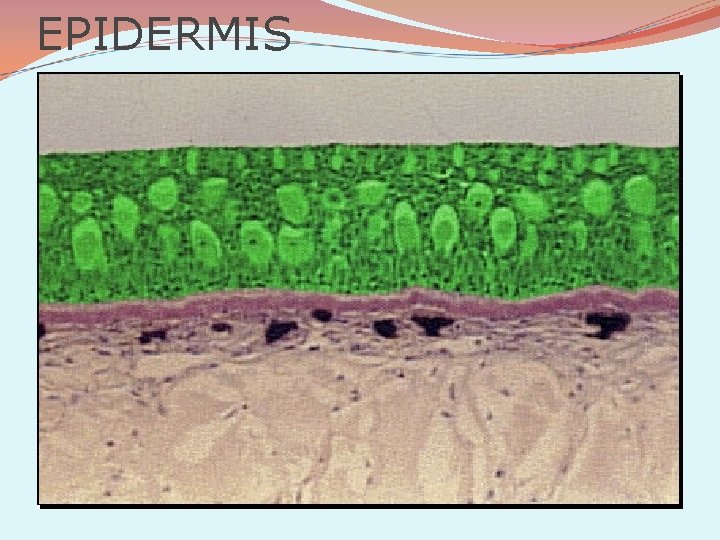 EPIDERMIS 