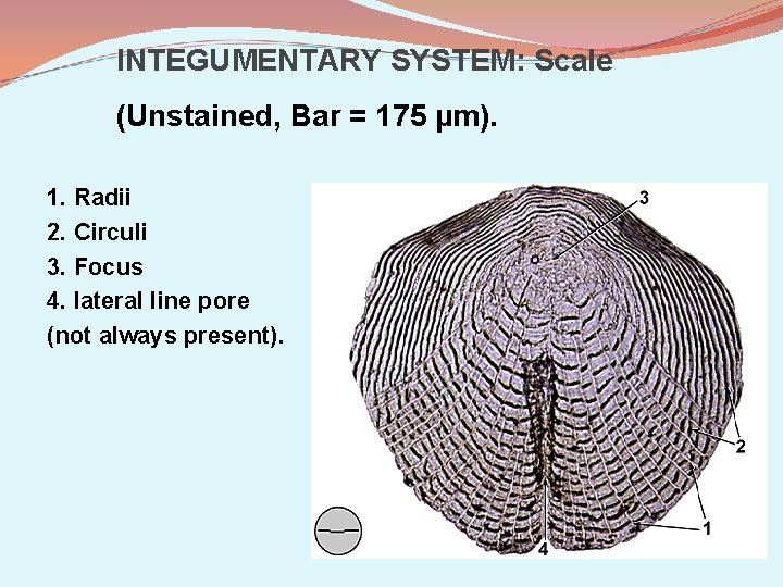 INTEGUMENTARY SYSTEM: Scale (Unstained, Bar = 175 µm). 1. Radii 2. Circuli 3. Focus