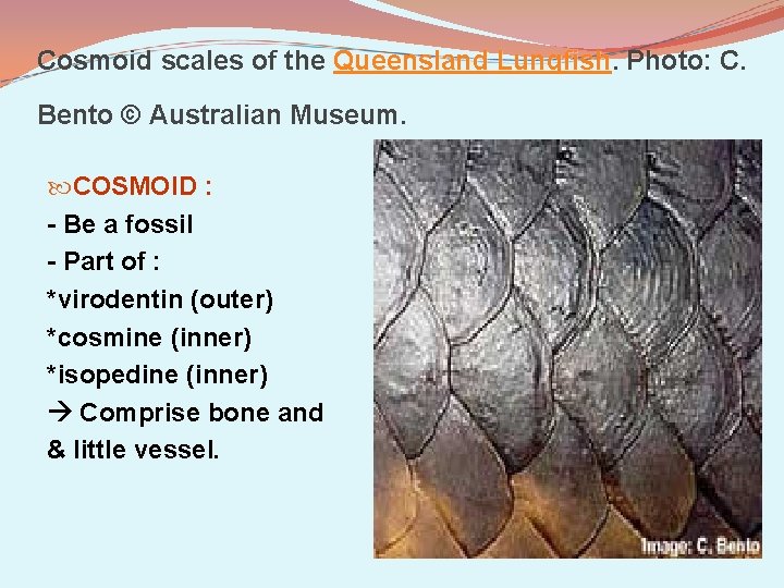 Cosmoid scales of the Queensland Lungfish. Photo: C. Bento © Australian Museum. COSMOID :