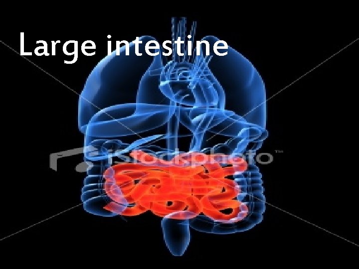 Large intestine 