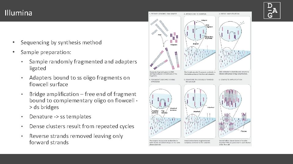 Illumina • Sequencing by synthesis method • Sample preparation: • Sample randomly fragmented and