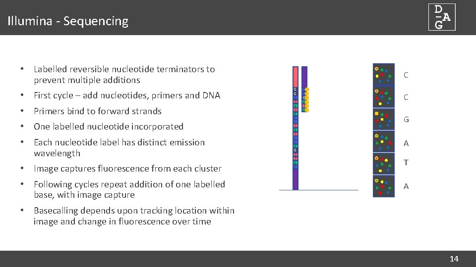 Illumina - Sequencing • Labelled reversible nucleotide terminators to prevent multiple additions • First