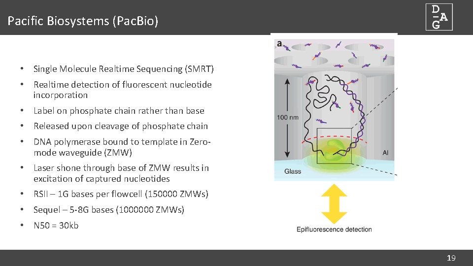 Pacific Biosystems (Pac. Bio) • Single Molecule Realtime Sequencing (SMRT) • Realtime detection of