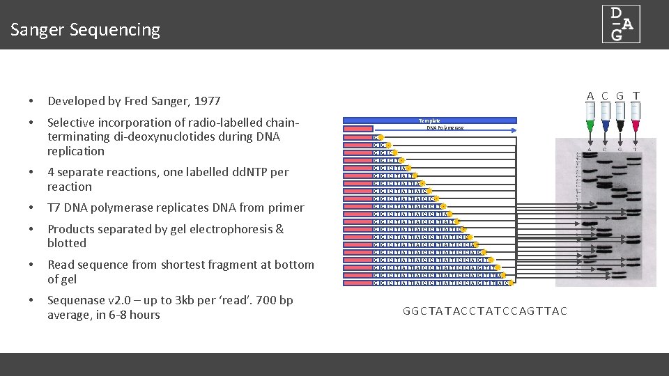 Sanger Sequencing • Developed by Fred Sanger, 1977 • Selective incorporation of radio-labelled chainterminating