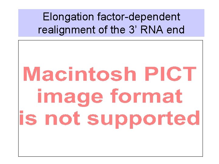 Elongation factor-dependent realignment of the 3’ RNA end 