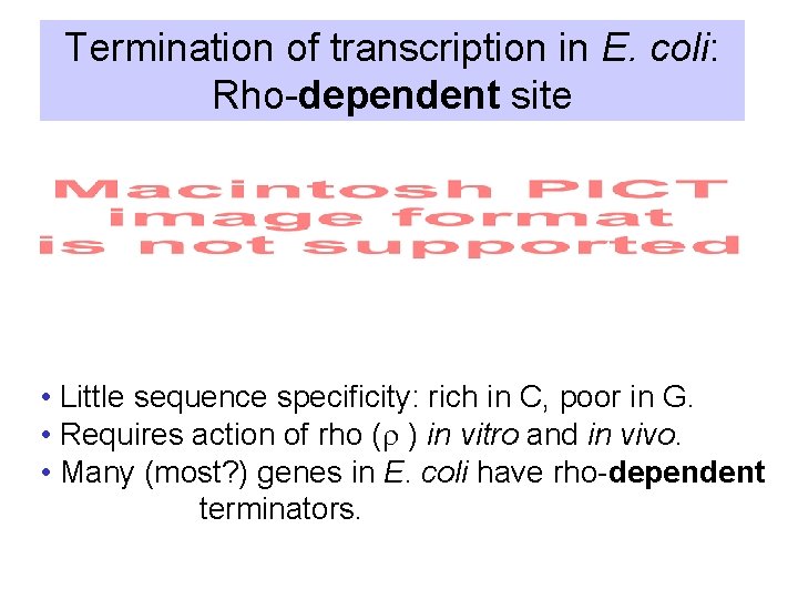 Termination of transcription in E. coli: Rho-dependent site • Little sequence specificity: rich in