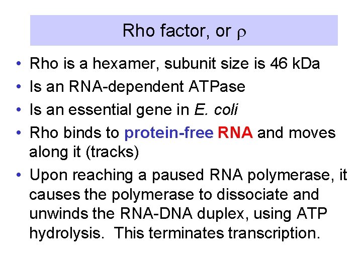 Rho factor, or r • • Rho is a hexamer, subunit size is 46