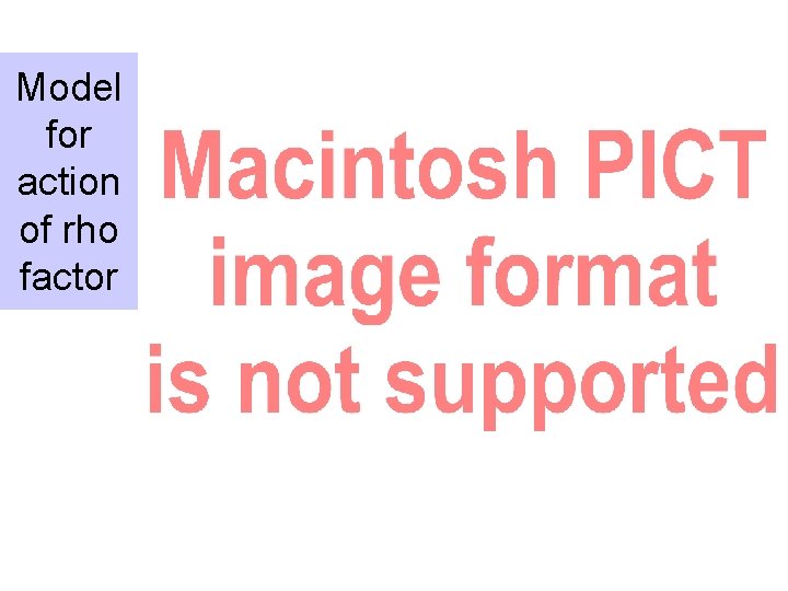 Model for action of rho factor 