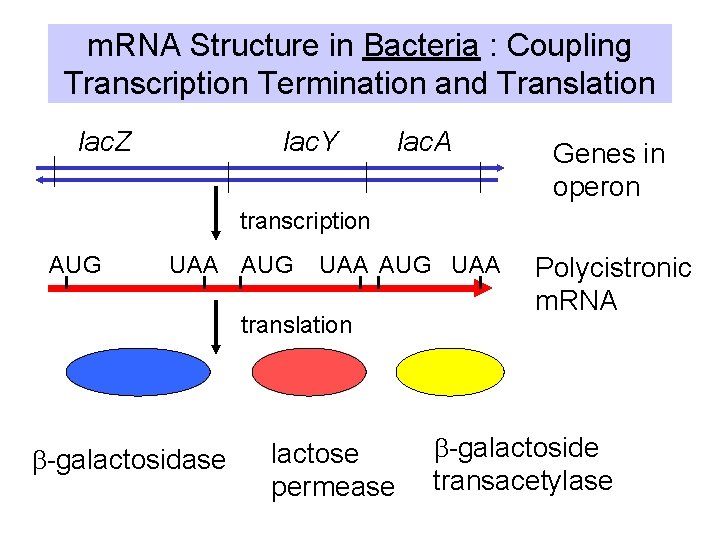 m. RNA Structure in Bacteria : Coupling Transcription Termination and Translation lac. Y lac.