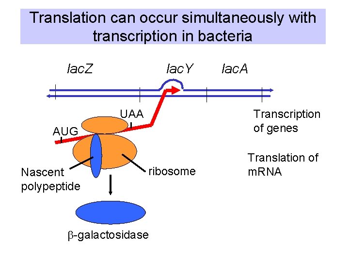 Translation can occur simultaneously with transcription in bacteria lac. Y lac. Z UAA Transcription