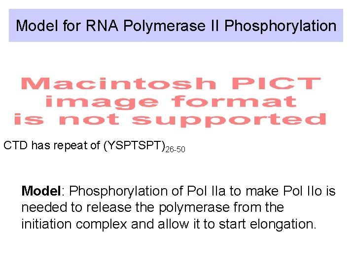 Model for RNA Polymerase II Phosphorylation CTD has repeat of (YSPTSPT)26 -50 Model: Phosphorylation