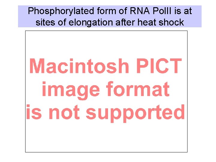 Phosphorylated form of RNA Pol. II is at sites of elongation after heat shock